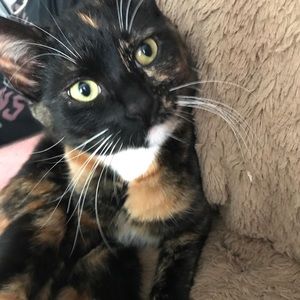 Meet your Posher, Avalyn